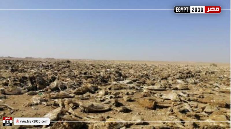 مقبرة الحمير بالفيوم