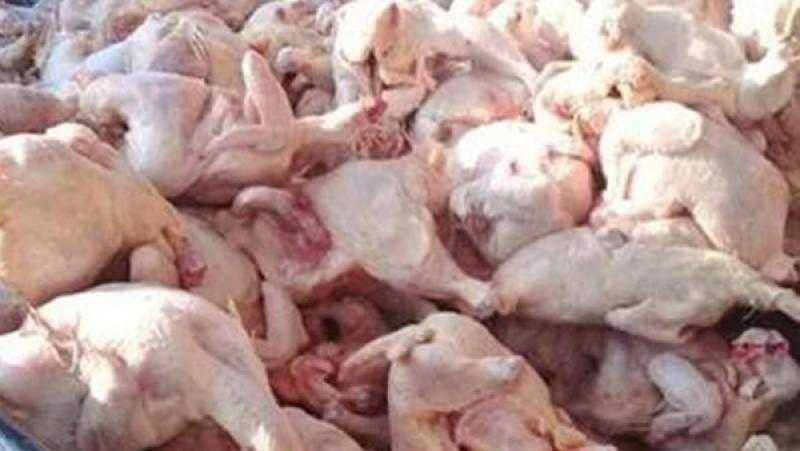 أجهزة الأمن تحبط بيع 25 طن دواجن فاسدة في الجيزة