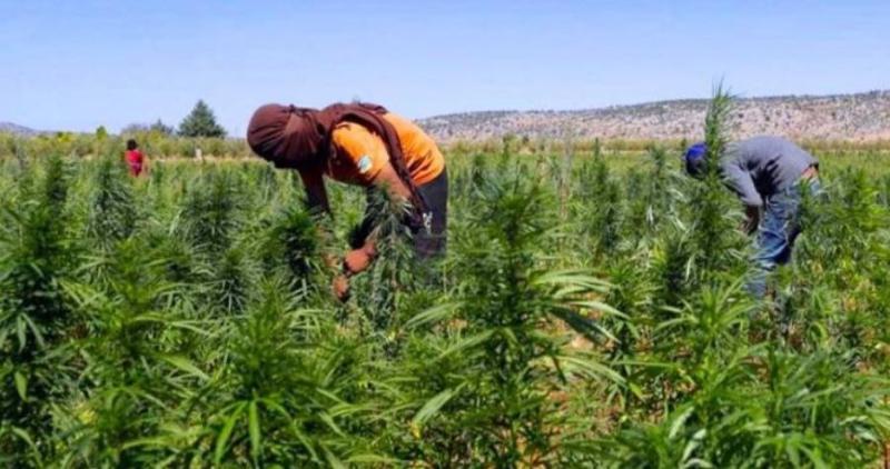 إبادة 65 فدان القنب المخدر وضبط مخدرات بـ 194 مليون جنيه