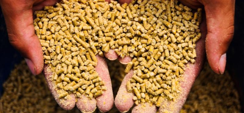 ننشر أسعار أعلاف الدواجن اليوم في الأسواق