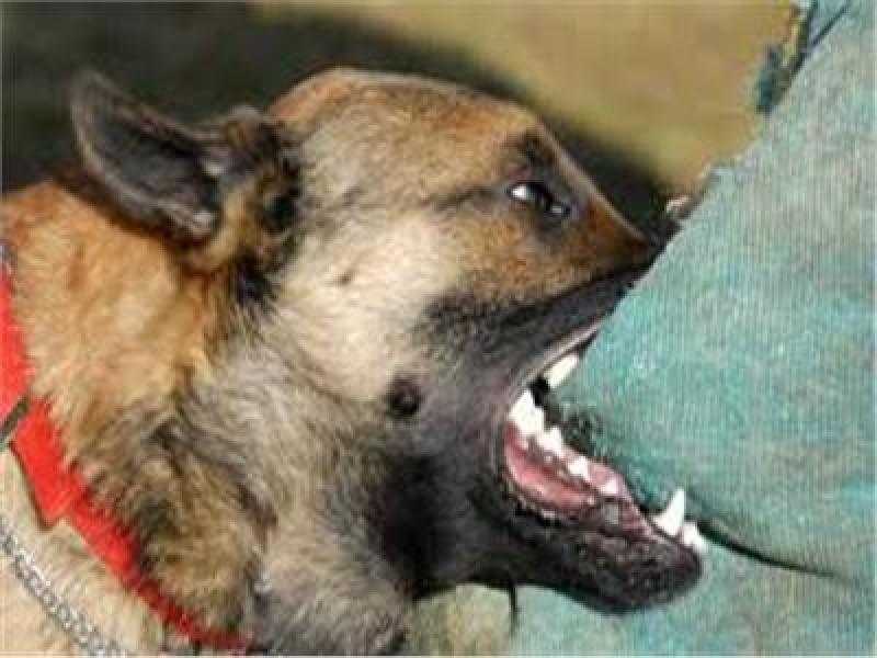 كلب يعقر ممرضة خلال الحملة القومية للتطعيم ضد شلل الأطفال في قنا