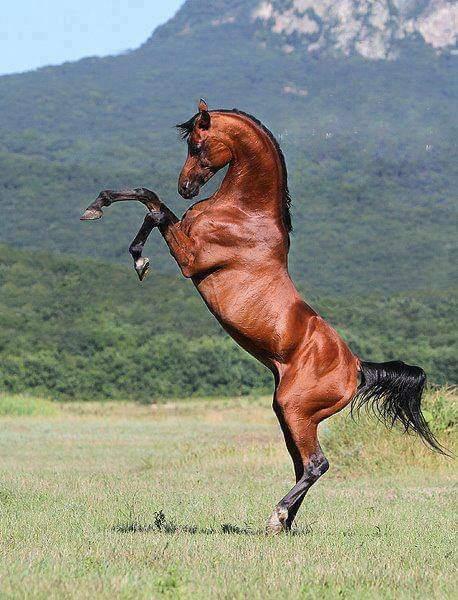 الخيل