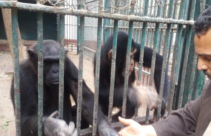 هل تم رصد إصابات جدري القرود بحديقة حيوانات الجيزة؟ «فيديو»