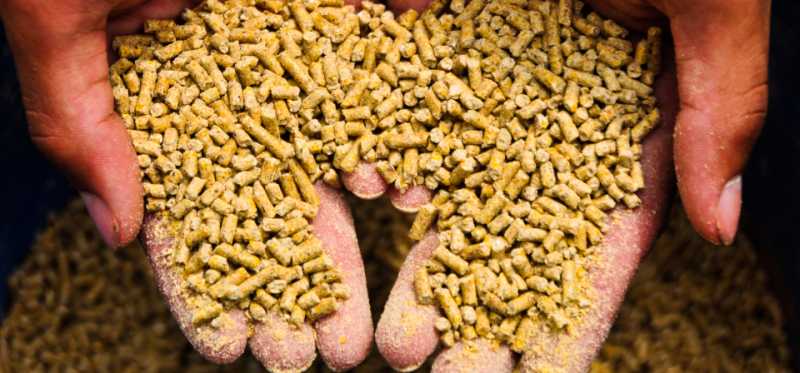 أسعار الأعلاف وخاماتها اليوم 15-6-2022 في الأسواق