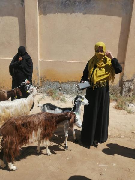 الزراعة والتضامن يوزعان مشروعات الأغنام على «مستفيدات تكافل وكرامة» بشمال سيناء