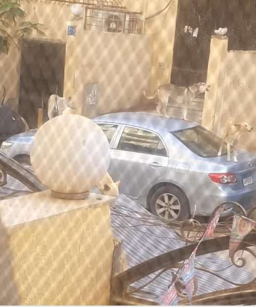 صور الكلاب الضالة 
