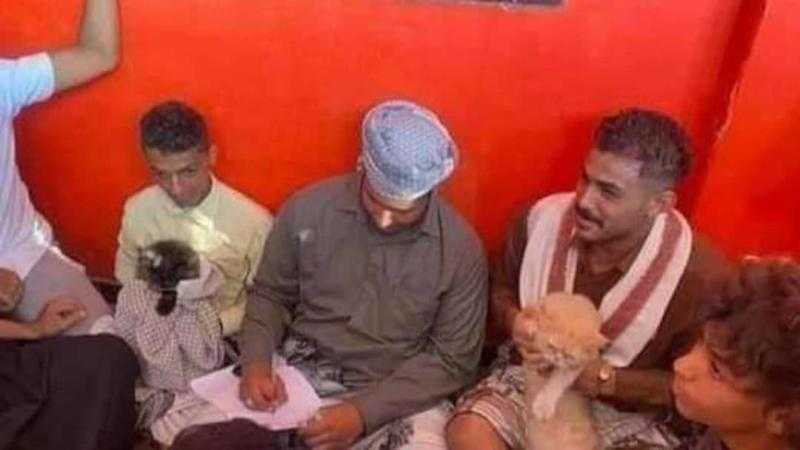 حفل لعقد قران قط وقطة بحضور مأذون شرعي ومعازيم في اليمن..فيديو