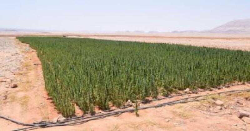 الأمن يداهم 260 مزرعة مخدرات ويضبط 12 طن بانجو و107 كيلو حشيش  بسيناء