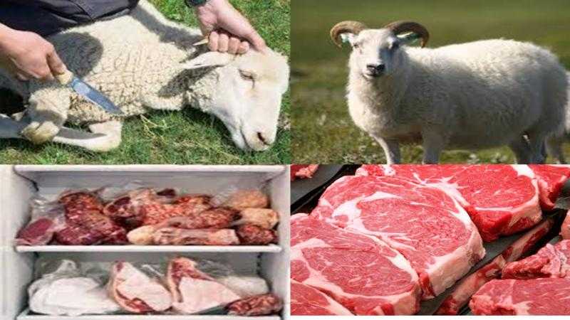 بأسعار خيالية .. الزراعة تعلن موعد تسليم الأضاحي «فيديو»