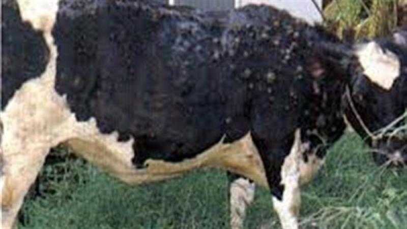 «الزراعة» تواجه الحمى القلاعية بإجراء جديد وعاجل «فيديو»