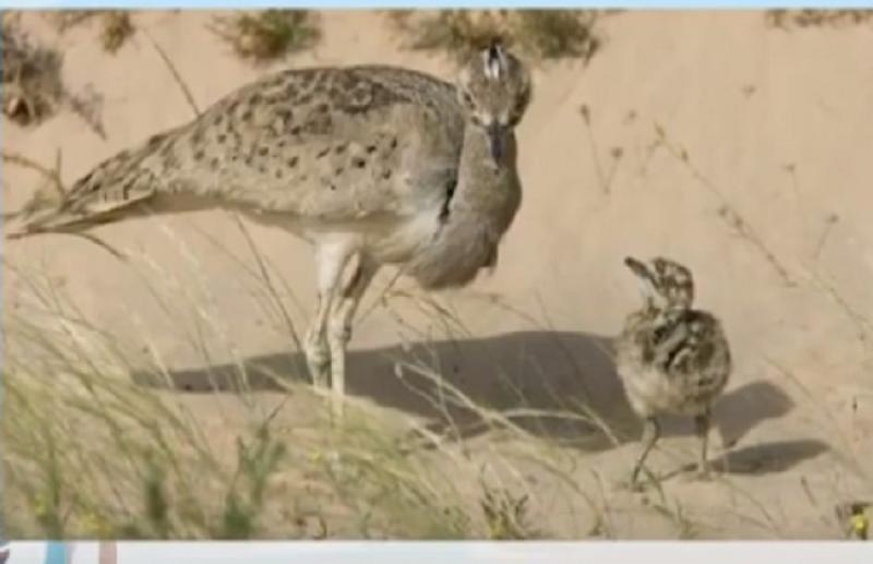 لماذا تسعى وزارة البيئة للحفاظ على طائر الحباري؟.. فيديو