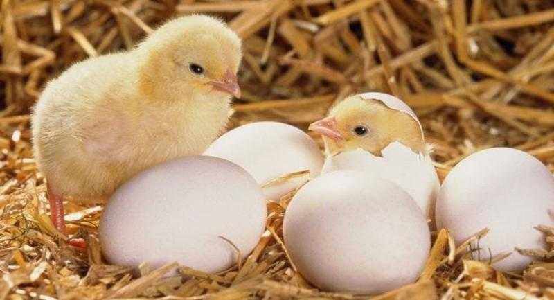 سعر الكتكوت الأبيض اليوم.. «حاسب من الأسعار»