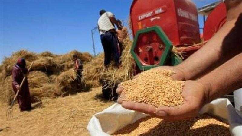 «الزراعة» تتابع عمليات توريد القمح بمحافظة كفر الشيخ