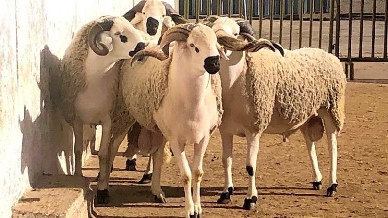 تعرف على منافذ بيع أضاحي العيد التابعة لوزارة الزراعة