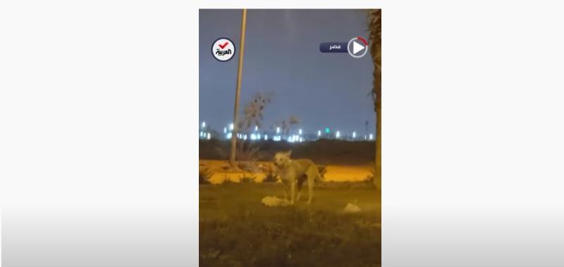 كلب يعطي درسا في النبل والوفاء .. شاهد ماذا فعل؟ «فيديو»