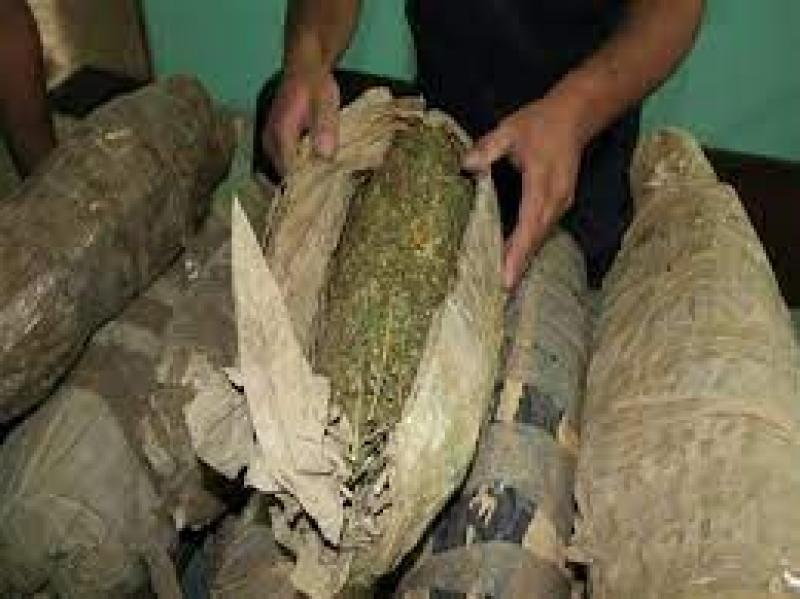 مخدر البانجو 