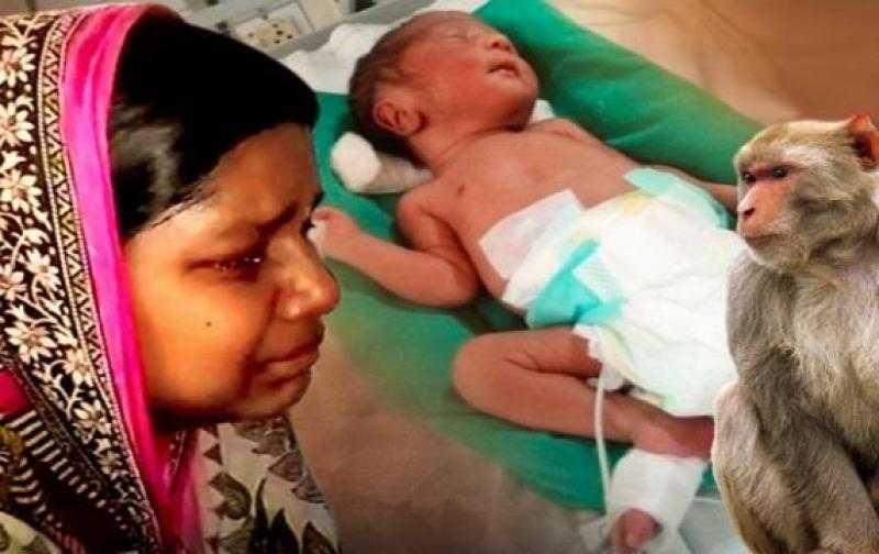 شاهد.. القرود تخطف رضيعًا من منزله وتقتله بوحشية في تنزانيا