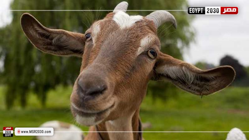 هل يجوز التضحية بـ«جدي» صغير كل عام؟.. أمين الفتوى يوضح