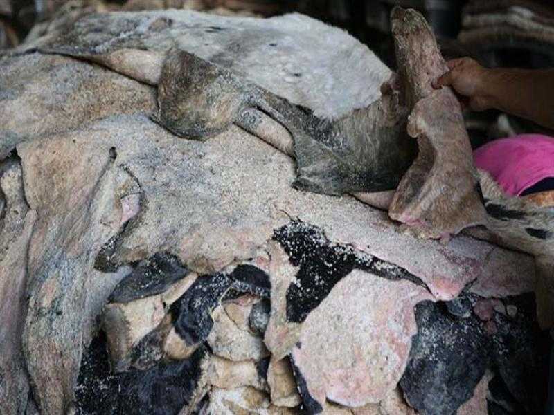 هل يجوز بيع جلد الأضحية والتصدق بقيمته؟.. الإفتاء تجيب