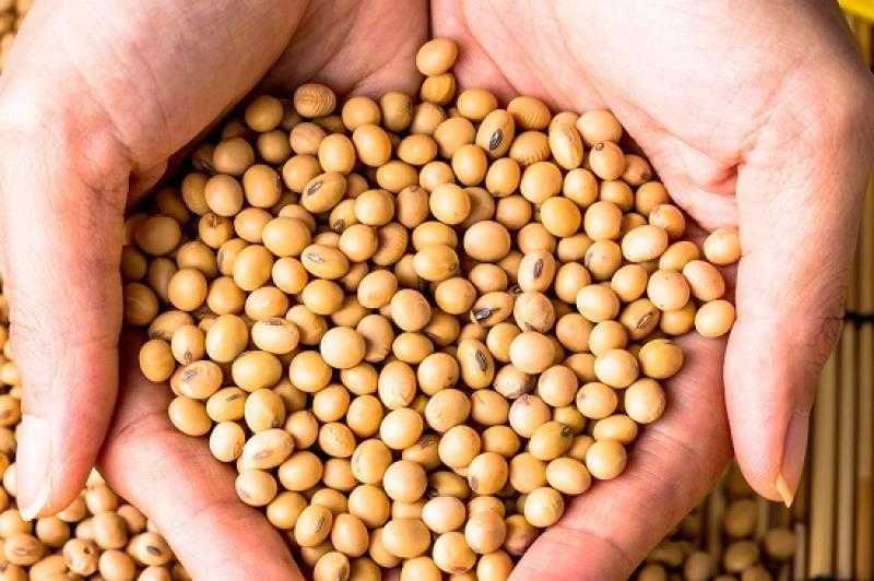 انحدار شديد في عقود بذرة الصويا وسط مخاوف الركود العالمي
