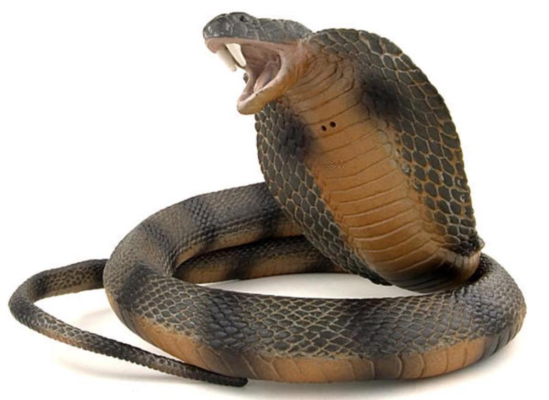 الكوبرا
