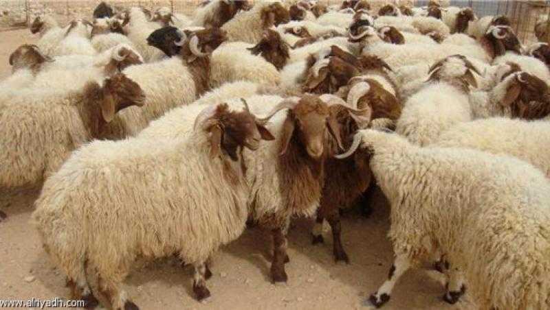 قبل نحر الأضحية.. خطأ شائع يقع فيه البعض لا يجوز شرعًا