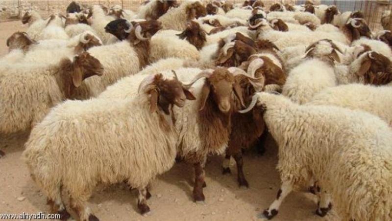 أرشيفية
