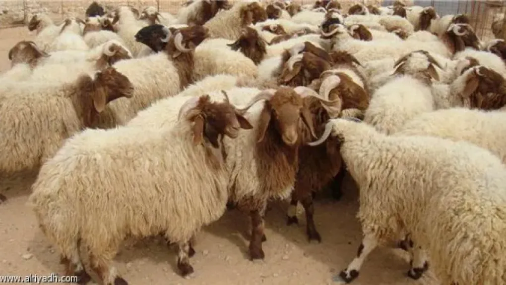 أسعار الأضاحي