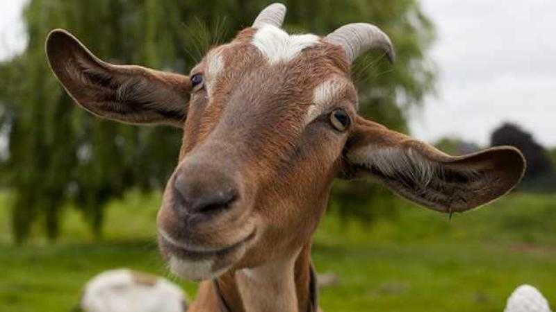 هل يجوز الاشتراك في الأضحية؟.. الأزهر يوضح