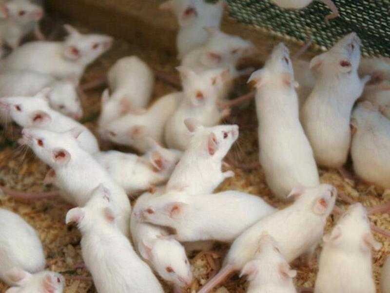 بالفيديو.. تفاصيل صادمة وراء تسميم معيد بيطري لـ 60 فأر تجارب تملكهم زميلته