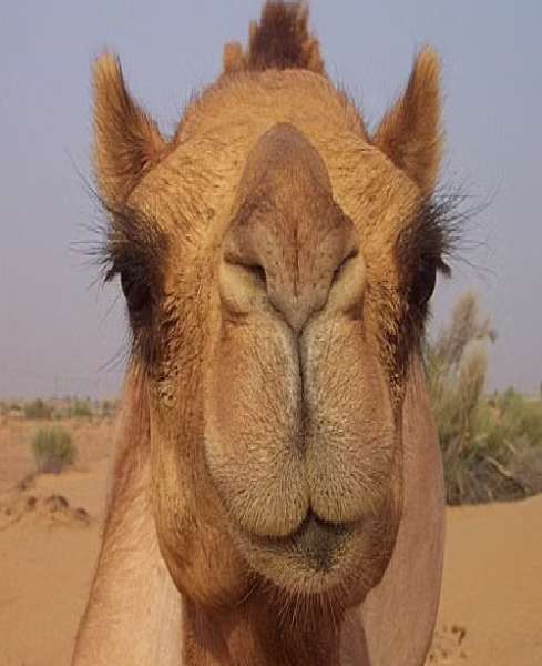 ما اسم ناقة النبي صلى الله عليه وسلم 