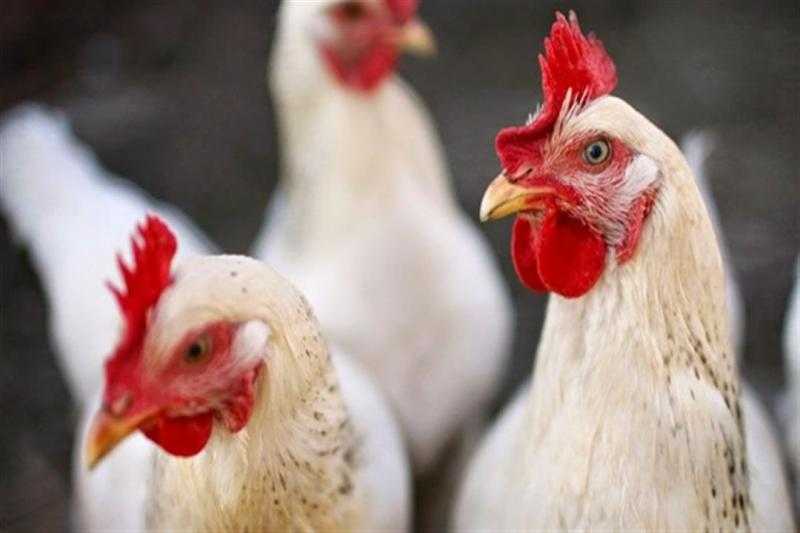 إعدام 200 ألف دجاجة مصابة بإنفلونزا الطيور فى غينيا