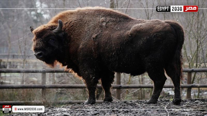 ثور البيسون