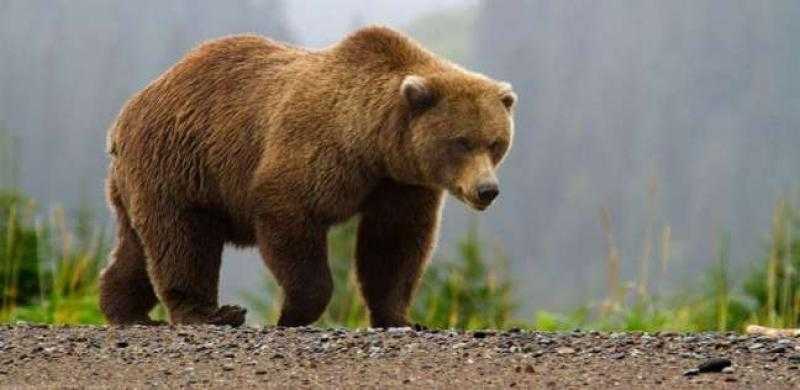 كارثة.. دب عملاق يدخل منزل سيدة في أمريكا