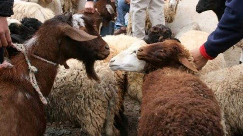 «لو عايز تشتري لحمة العيد».. إليك منافذ وزارة الزراعة لبيع الأضاحي 2022