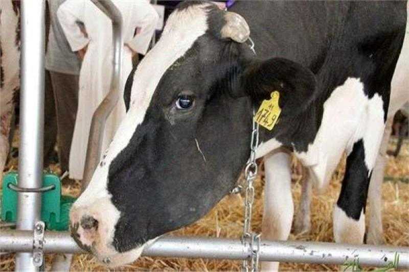 سعر كيلو اللحم البقري قائم اليوم 2022