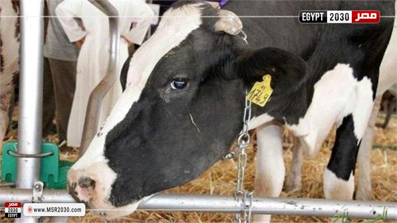 سعر كيلو اللحم البقري قائم اليوم 2022