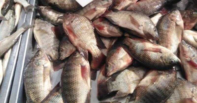 ضبط 22 طن أسماك ولحوم دواجن فاسدة قبل بيعها بالقاهرة