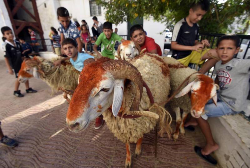 خروف الأضحي (تعبيرية)