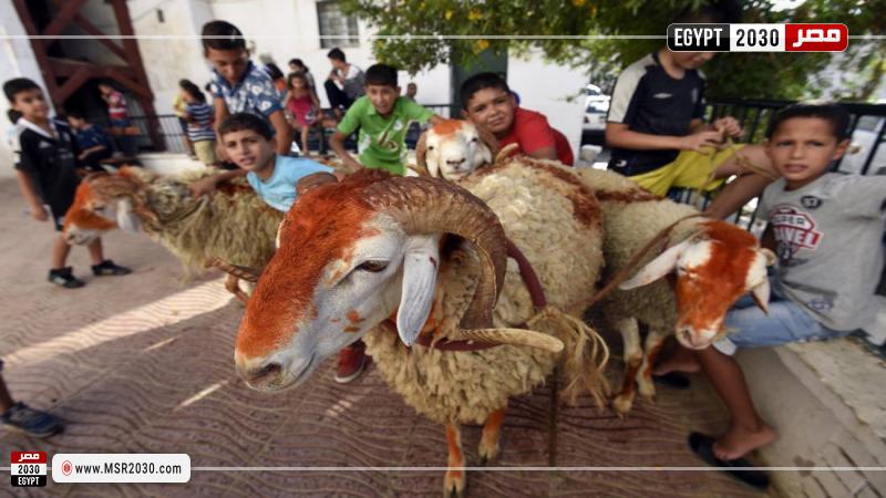 خروف الأضحي (تعبيرية)