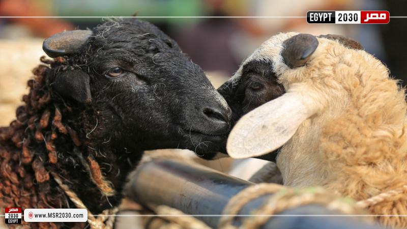 الأضاحي-أرشيفية