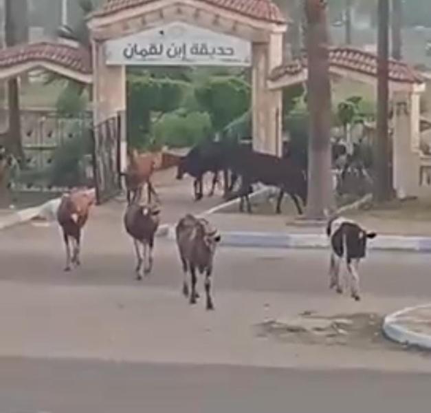 الابقار والجاموس في حدائق جمصة 