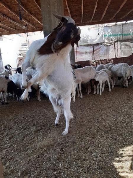 معزة