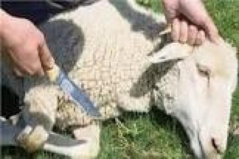 هل يجوز ادخار جزء من اللحم للفقراء بعد العيد؟.. الإفتاء تجيب