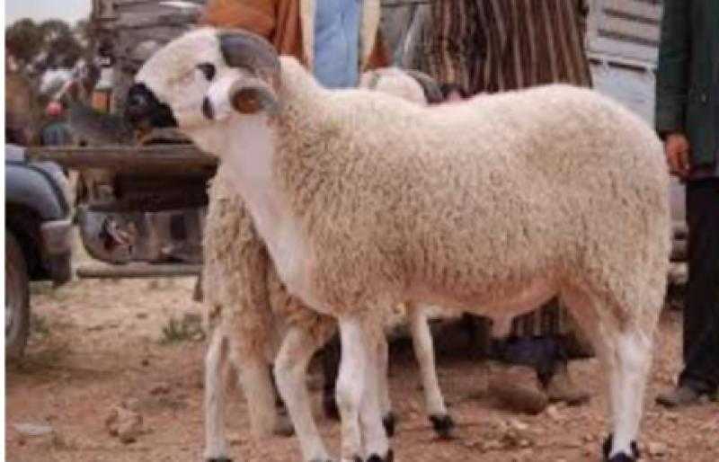 حكم الأضحية وما شروطها