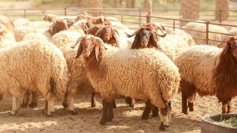 سبب تسمية يوم النحر بهذا الاسم ولماذا