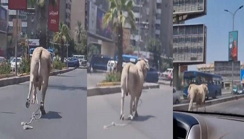 هروب عجل العيد 