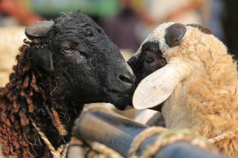 ما هو آخر موعد للأضحية؟