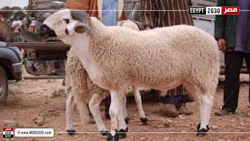 أرشيفية