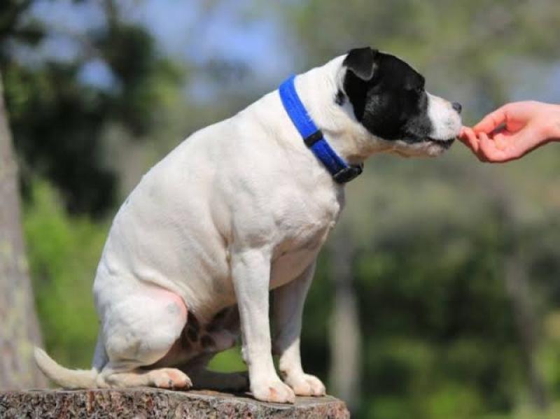 هل يجوز تربية الكلاب في بلكونة المنزل؟